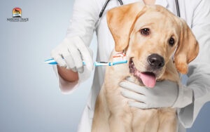 brushing your dog's teeth