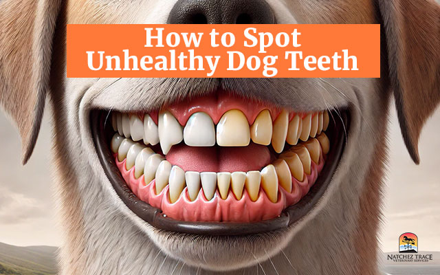 How to Spot Unhealthy Dog Teeth