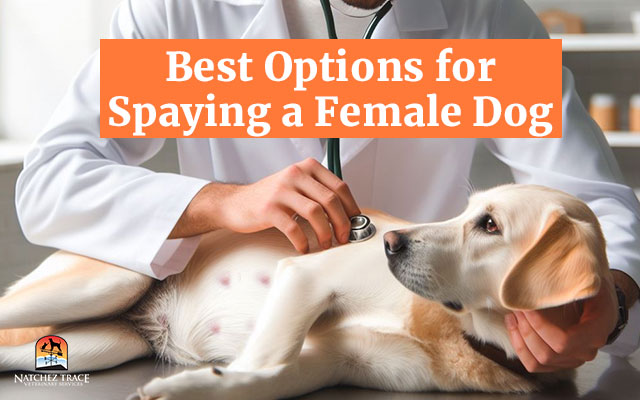 Spaying-a-female-dog