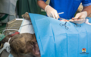 veterinarian neutering a dog