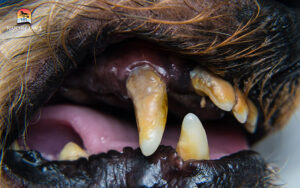 dog with unhealthy teeth and gums