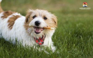 dog with a dental chew