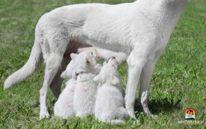 female-dog-with-pups