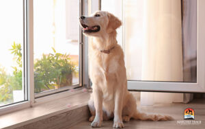 healthy dog looking out a window