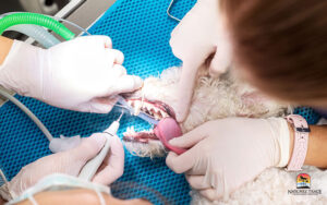 dog getting a dental cleaning natchez trace veterinary services, nashville, tn