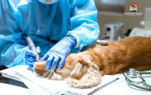 veterinarian cleaning a dog's teeth