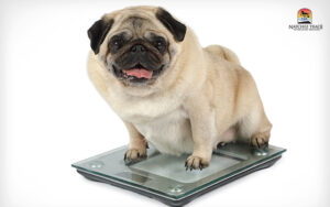 weight-gain-dog | options for spaying a female dog