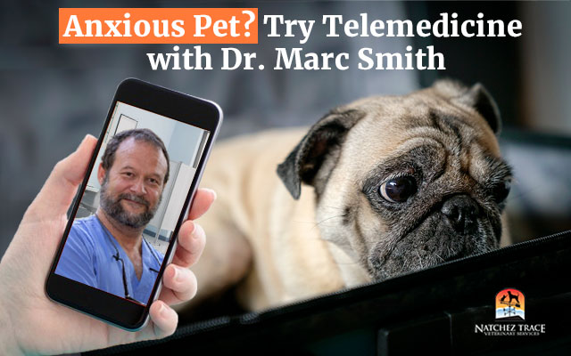 Anxious pet try telemedicine with Dr Smith