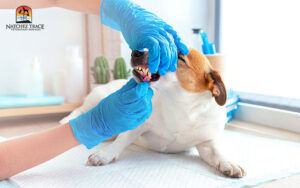 A veterinarian in blue gloves examines the teeth of a Jack Russell Terrier dog