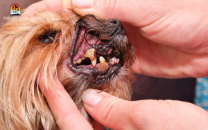 Dog-with-gingivitis