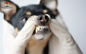 Veterinarian examines the teeth of a small black dog