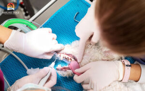 Dog dental cleaning | dog dental checkup