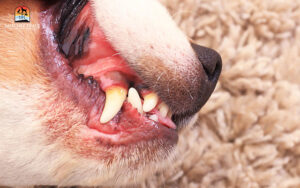 dog with dental problems