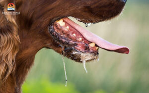 dog with excessive drooling