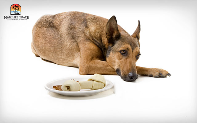 Pet Dental Health: 6 Warning Signs You Shouldn't Ignore