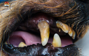 dog's teeth with tartar buildup