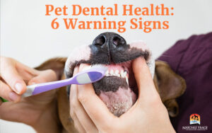 Why Pet Dental Health Matters and 6 Warning Signs You Shouldn't Ignore