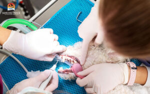 dog getting a cental cleaning at Natchez Trace Veterinary Services in Nashville TN