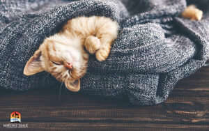 kitten is sleeping in soft blanket