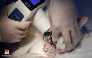 vet takes a picture of a tooth with a portable x-ray machine