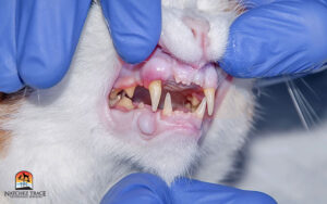 veterinarian examining cat's teeth in clinic