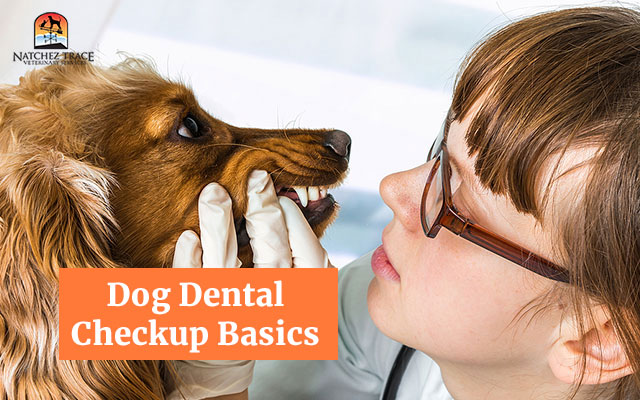 Dog Dental Checkup Basics: What Every Pet Owner Should Know