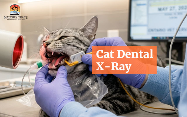 Cat dental x-ray