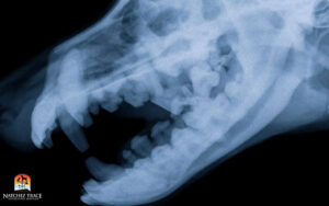 Dog dental x-ray