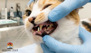 Cat with cavities being checked by a vet