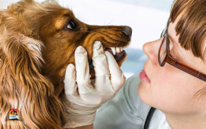 vet examining dog teeth | digital dental x-ray for dogs