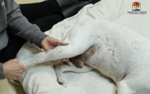 Shaking a dog's leg