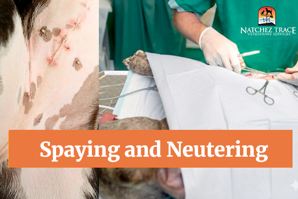 Spaying and Neutering