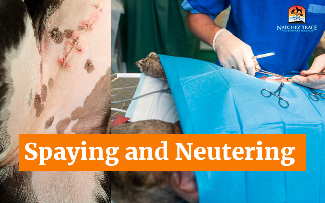 Spaying-and-Neutering