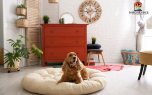 calm space for dog 