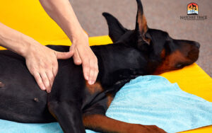massaging old dog | massage for old dogs