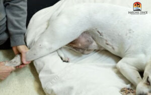 pulling a dog's leg | massage for old dogs