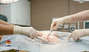 vets perfoming surgery on dog