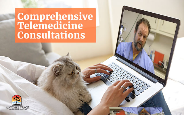 Comprehensive Telemedicine Consultations with holistic veterinarian Dr. Marc Smith