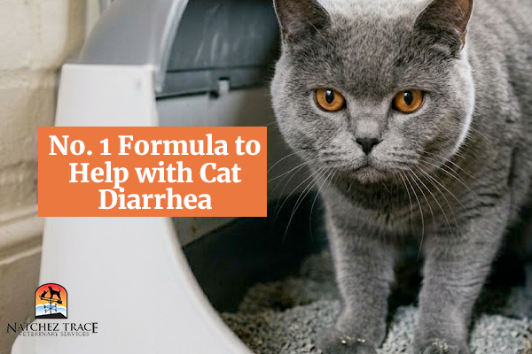 No. 1 Formula to Help with Cat Diarrhea