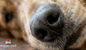 close up of dog's nose