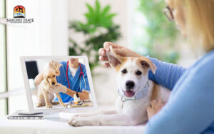 TCVM Telemedicine Consultation for dogs