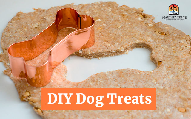 DIY Dog Treats: A Summer Fun Project