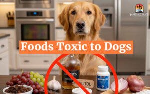 Foods Toxic to Dogs