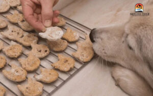 dog looking at home made treat 