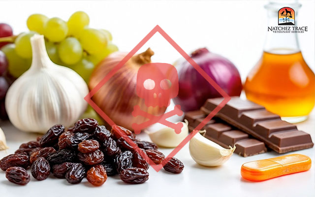 Foods that are toxic to dogs