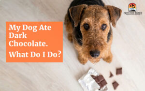 Dog looking up with dark chocolate on the floor