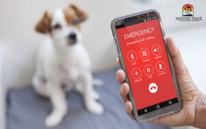 calling an emergency clinic