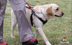 dog walking comfortably with harness