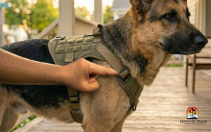 Fitting a dog harness: sliding two fingers between harness to check fit fitting a dog harness: sliding two fingers between harness to check fit
