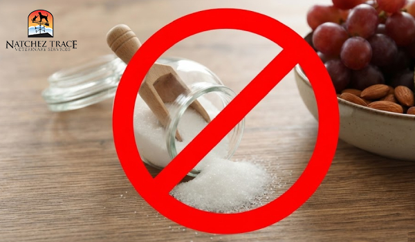 Xylitol is toxic to dogs
